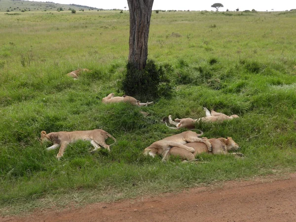 Zdjęcie Bliska Lwów Śpiących Parku Narodowym Maasai Mara Kenia Afryka — Zdjęcie stockowe