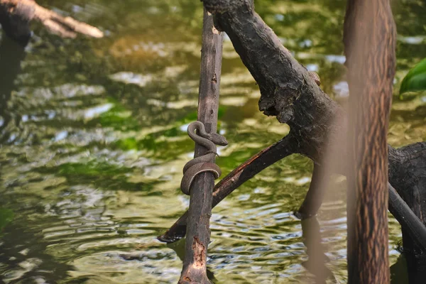 Gros Plan Une Mangrove Vipère Tordue Sur Bâton Bois — Photo