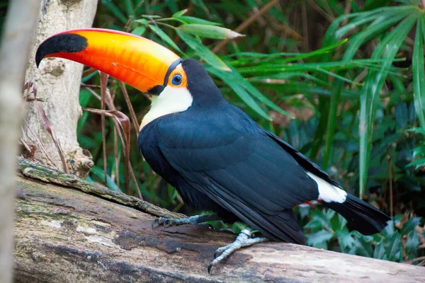 Primer Plano Del Tucán Zoológico Fleche Francia — Foto de Stock