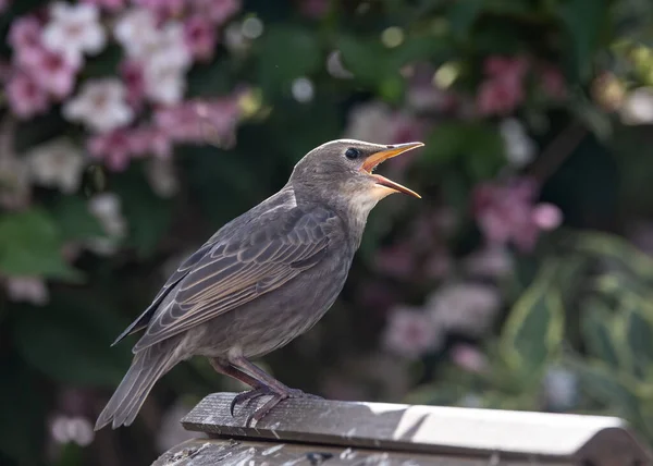 Closeup Shot Common Starling Blurry Background — Stock Photo, Image