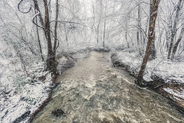 Flod Innanför Skogen Helt Täckt Snö — Stockfoto