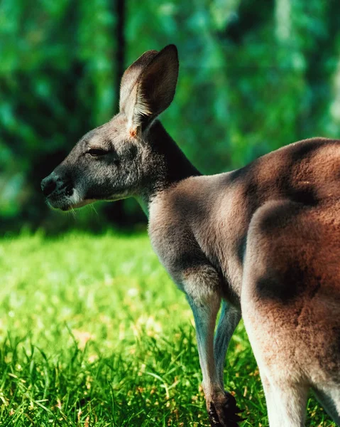 Kırmızı kangurunun dikey yakın çekimi (Osphranter Rufus) çimlerin üzerinde oturuyor