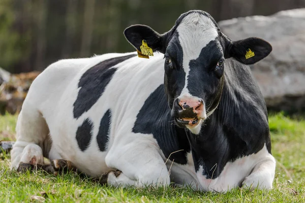 Primer Plano Una Vaca Sentada Sobre Hierba Campo — Foto de Stock