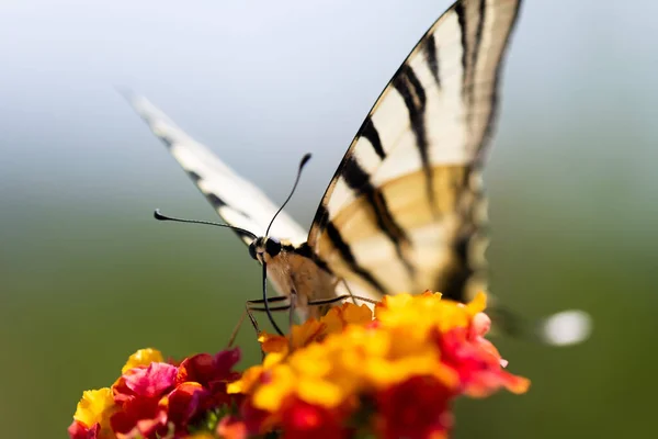 Ett Selektivt Fokus Papilio Machaon Fjäril Färgglad Blomma — Stockfoto