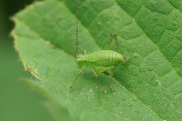 Closeup Green Nymph Speckled Bush Cricket Leptophyes Punctatissima Leaf Forrest — Stock Photo, Image