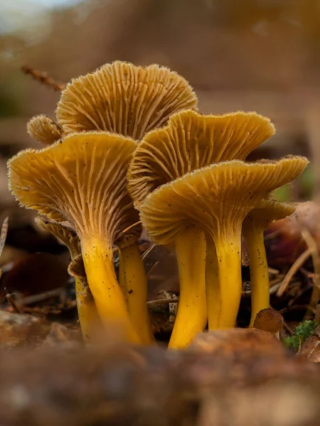Grupo Cogumelos Chanterelle Funil Cultivados Craterellus Tubaeformis — Fotografia de Stock