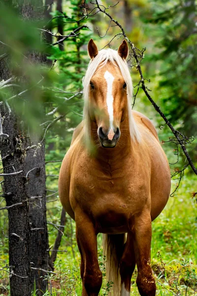 这些野马是在艾伯塔省东部的斜坡上发现的 — 图库照片
