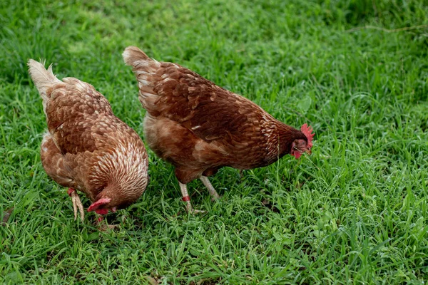 Selective Hen Green Grass — Stock Photo, Image