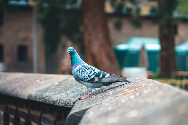비둘기의 아름다운 — 스톡 사진
