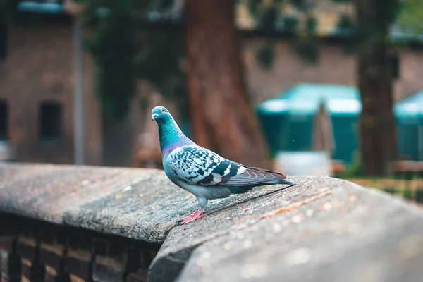 Beau Portrait Une Colombe Rocheuse Plein Air Par Une Journée — Photo