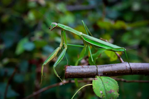 Closeup Shot Green Praying Mantis Plant — Stock Photo, Image