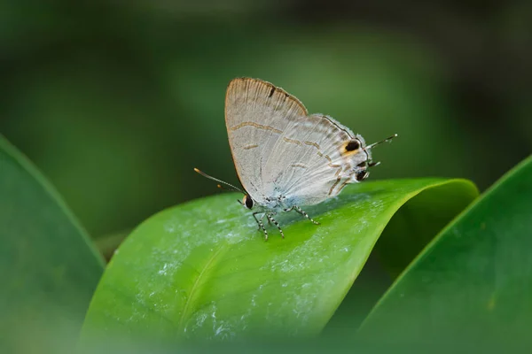 Primer Plano Mariposa Chrysozephyrus Esakii Hoja Verde — Foto de Stock