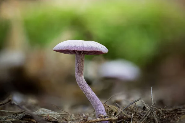 Detailní Záběr Laccaria Amethystina Běžně Známý Jako Ametyst Podvodník — Stock fotografie