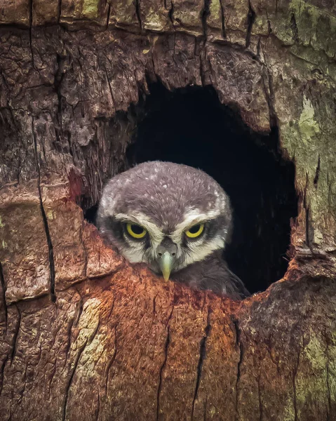 木の穴の中のフクロウの垂直ショット — ストック写真