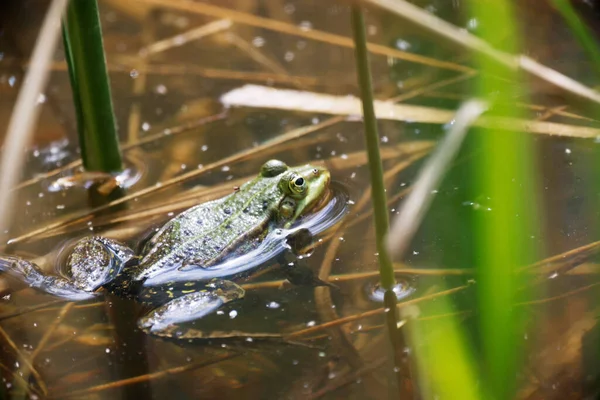 Pool Frog Rana Lessone Water — Stock Photo, Image