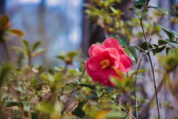 Fleurs Camellia Sasanqua Roses Bloom — Photo