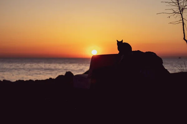 Silhouette Street Cat Sitting Coast Burgaz Island Burgazada Watching Beautiful — Stock Photo, Image