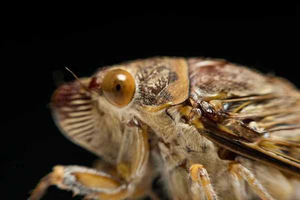Egy Elszigetelt Makró Felvétel Erről Rovarról Cicada Hemiptera Thaiföld — Stock Fotó