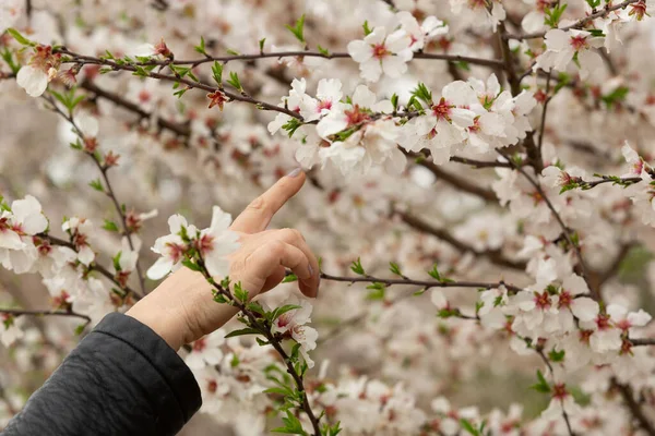 Bahar ağacı çiçeklerine dokunan kişinin yakın plan fotoğrafı.