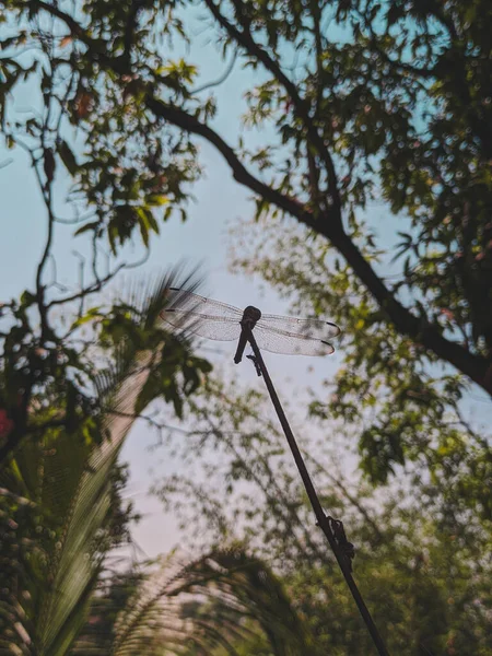 Bir Daldaki Yusufçuğun Alçak Açılı Görüntüsü — Stok fotoğraf