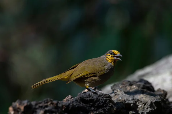 Perched Rotting Log Bath Its Head Tilted Littlestripe Throated Bulbul — Stock Photo, Image