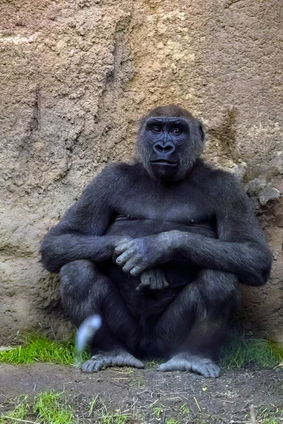 Uno Scatto Verticale Del Gorilla Del Congo Fotografato Allo Zoo — Foto Stock