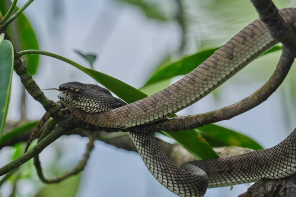 Nahaufnahme Eines Viper Mangrovenkopfes Auf Ästen Eines Baumes — Stockfoto