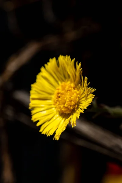 Tussilago Farfarfarfara Függőleges Közelsége Közismert Nevén Coltsfoot — Stock Fotó