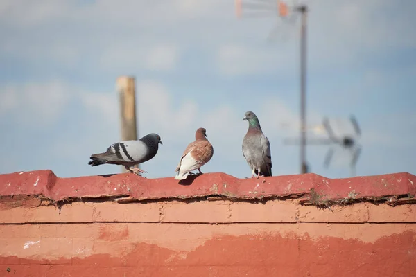 Três Pombos Descansando Telhado Dia Ensolarado — Fotografia de Stock