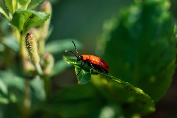 Primer Plano Escarabajo Escarlata Encaramado Sobre Una Hoja Fondo Borroso — Foto de Stock