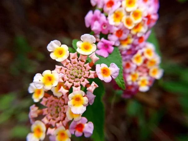 Mělké Zaostření Záběr Západoindické Lantana Květiny Zahradě Rozmazaným Pozadím — Stock fotografie