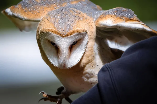 昼のバーンフクロウのクローズアップ肖像画 — ストック写真