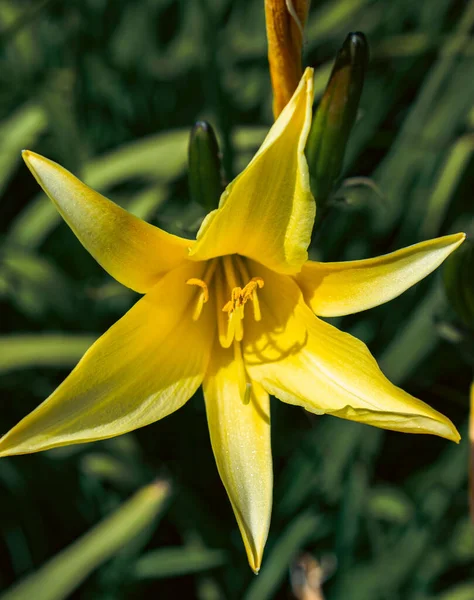 Arka Planda Bulanık Bir Bahçede Sarı Bir Zambak Çiçeğinin Dikey — Stok fotoğraf