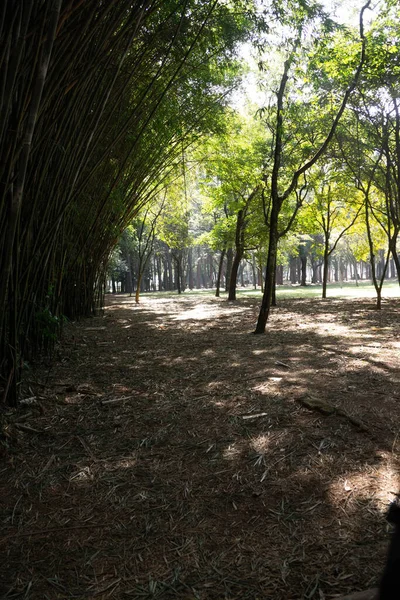 Een Verticaal Shot Van Een Pad Met Bomen — Stockfoto