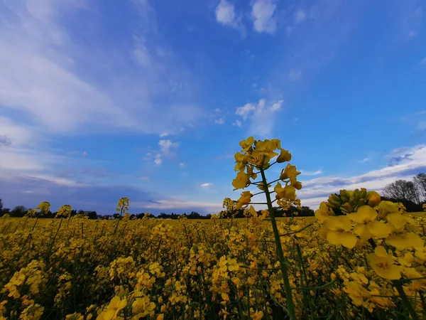 Velké Pole Žlutých Znásilněných Květin Pod Modrou Zamračenou Oblohou — Stock fotografie