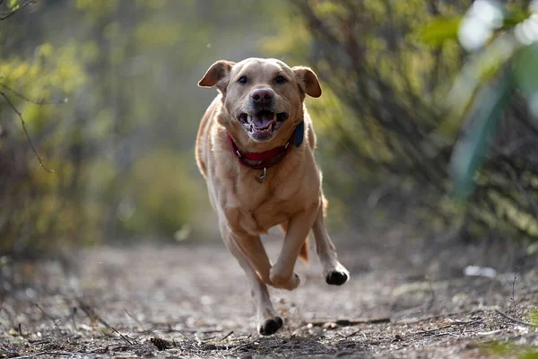 Cute Labrador Retriever Running Rural Area Blurred Background — Stock Photo, Image