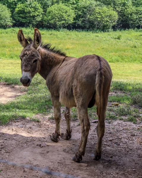 Tiro Vertical Belo Burro Marrom Campo — Fotografia de Stock