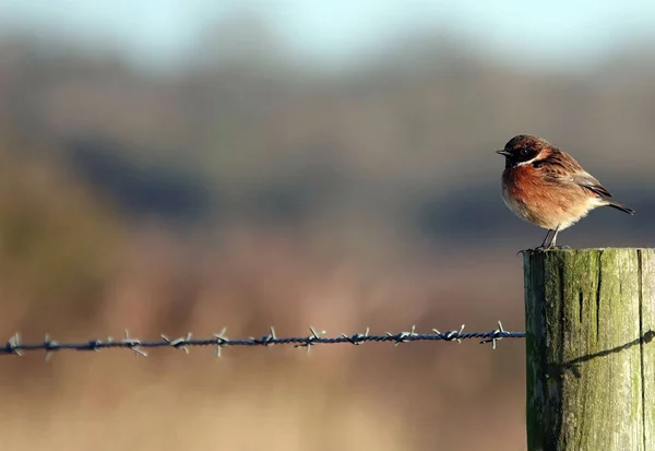 Closeup Tiny Stonechat Perched Wooden Post Barbed Wire Fence — Stock Photo, Image