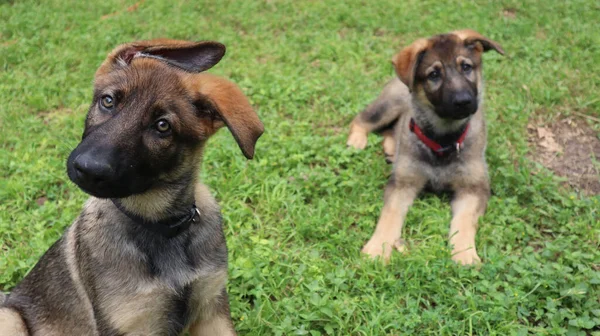 緑の芝生の上で2匹のアルザスの茶色の子犬の選択 — ストック写真