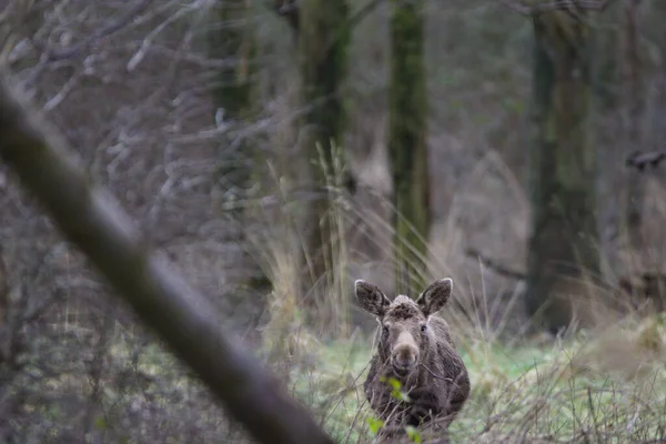 Mise Point Sélective Wapiti Solitaire Debout Dans Les Bois — Photo