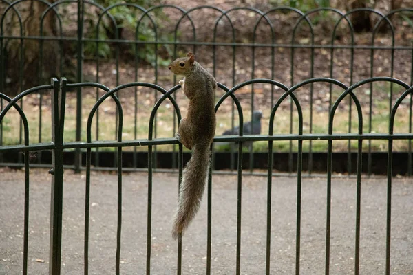 Closeup Shot Brown Squirrel Perching Metal Fences — Stock Photo, Image