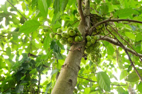 Egy Alacsony Szögű Felvétel Egy Ficus Racemosa Fáról Kertben — Stock Fotó