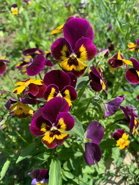 Wildes Stiefmütterchen Blumenbeet — Stockfoto