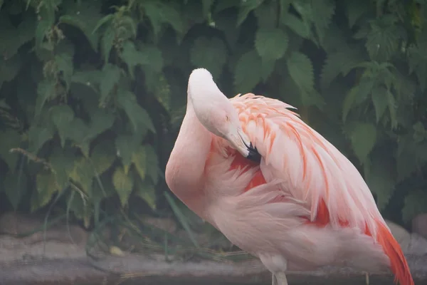 Parkta Tüylerini Toplayan Parlak Açık Pembe Bir Flamingo — Stok fotoğraf