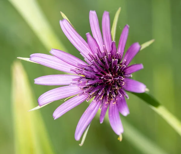 Sebuah Gambar Closeup Dari Bunga Ungu Salsify Mekar — Stok Foto