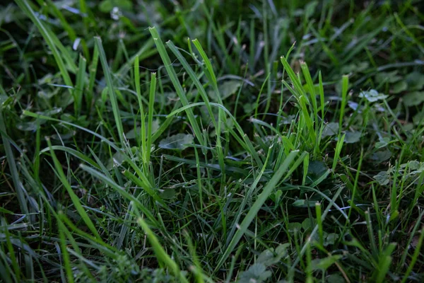 Eine Nahaufnahme Von Grünem Gras Auf Einem Feld — Stockfoto