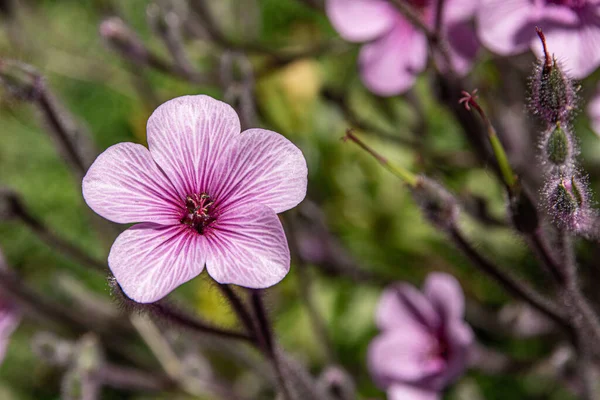 Tiro Enfoque Selectivo Una Flor Gigante Hierba Robert Geranium Maderense —  Fotos de Stock