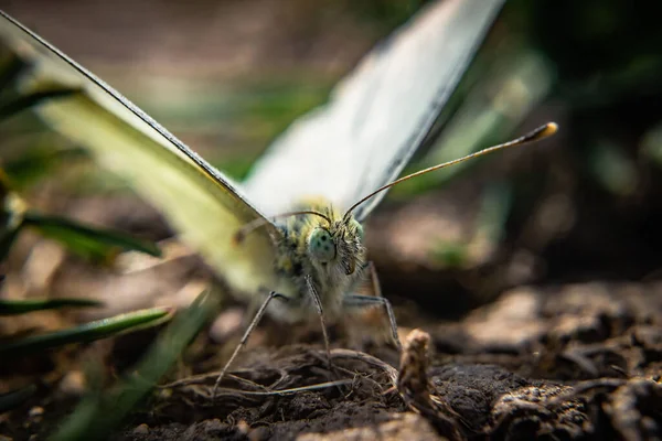 Macro Shot Lemongrass Butterfly Perched Ground — Stock Photo, Image