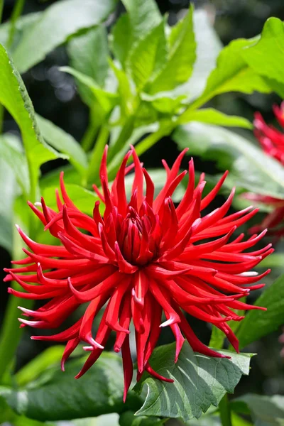 Grown for their lovely flowers, Dahlias are herbaceous perennials & come in all colors except blue