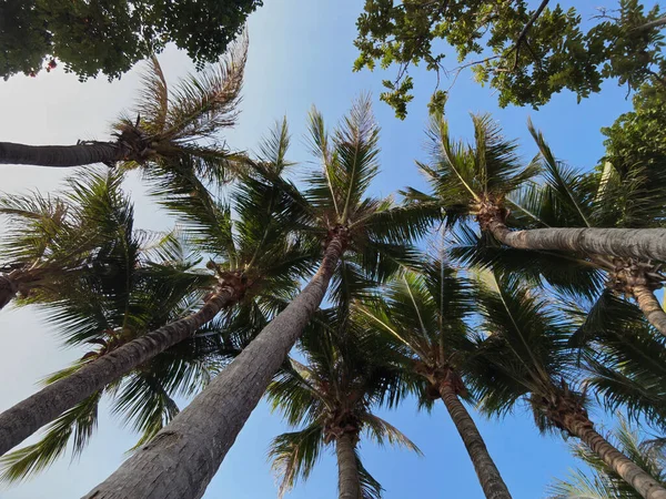 Mavi Gökyüzündeki Palmiye Ağaçlarının Alçak Açılı Görüntüsü — Stok fotoğraf